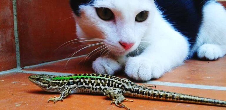 Are Geckos Poisonous To Cats? Hidden Dangers