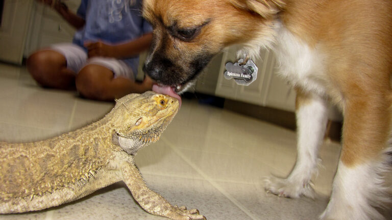 Are Geckos Poisonous to Dogs: The Truth Behind This Canine Concern