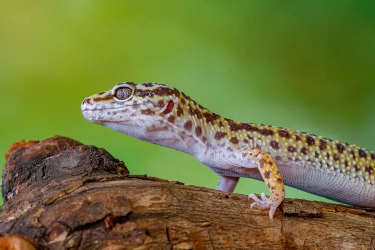 Are Leopard Geckos Nocturnal:  Secrets Of The Night 