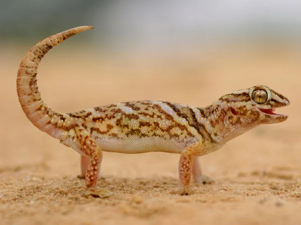 Understanding Leopard Gecko Sleeping Patterns