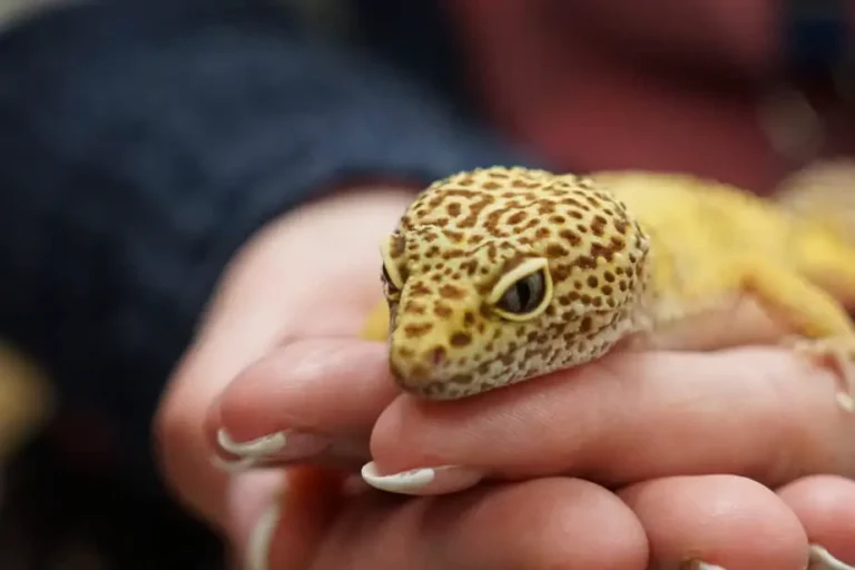 Are Leopard Geckos Truly Friendly? Unlocking The Secrets Of