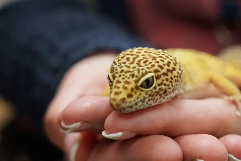 Are Leopard Geckos Truly Friendly