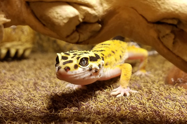Tips and Tricks for Fostering a Friendly Relationship with Your Leopard Gecko