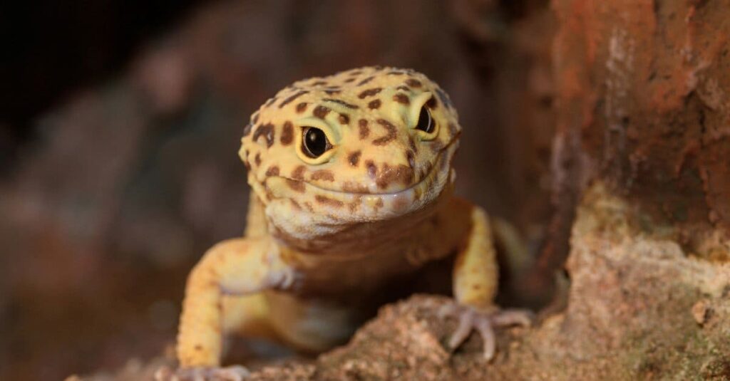 Top Reasons Why  Leopard Geckos Are Good Pets