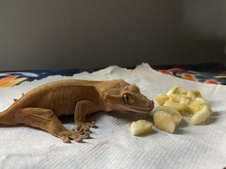 Can Crested Geckos Eat Bananas? Food Guide 