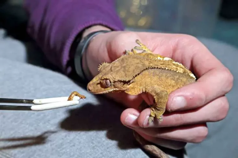 Can Crested Geckos Eat Mealworms: Unveiling The Truth 