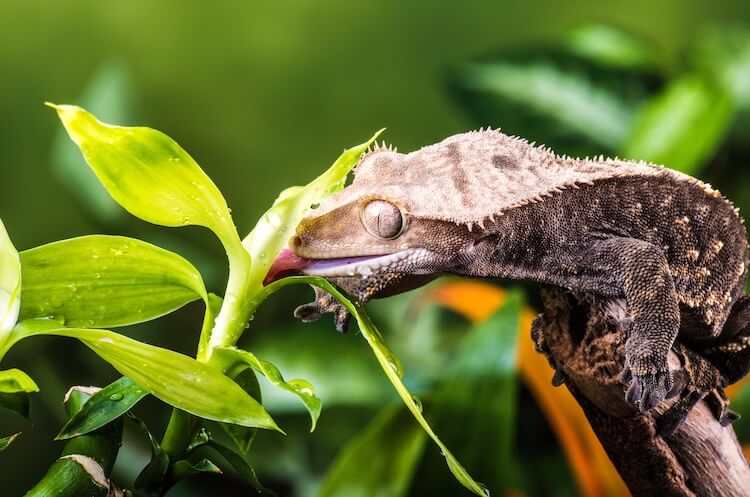 Decoding the Language of Crested Geckos: What Do Their Noises Mean