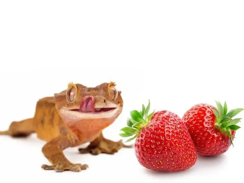 For Healthy Crested Gecko Fruit Choices