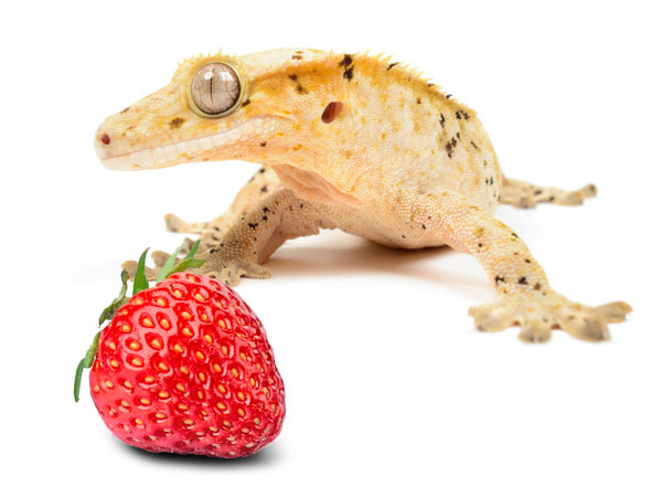 Fruits to Avoid for Crested Geckos
