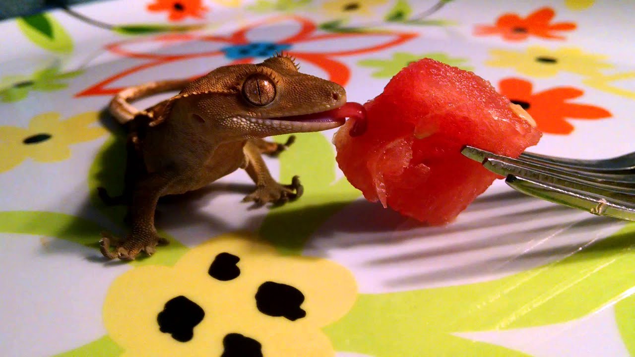 Can Crested Geckos Eat Watermelon