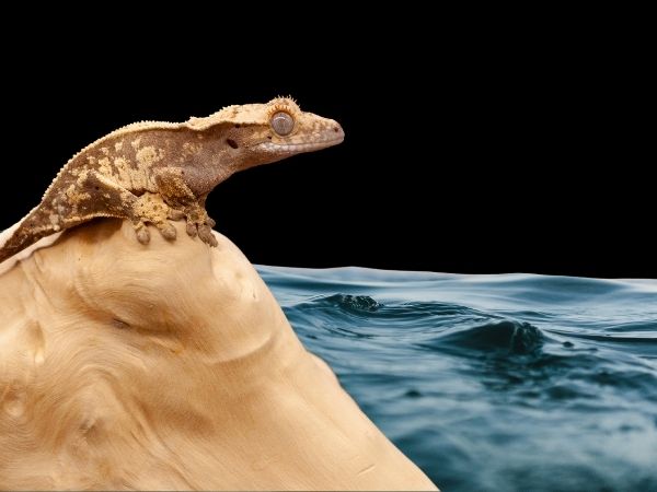 Can Crested Geckos Swim? Fascinating Dive into Their Aquatic Abilities
