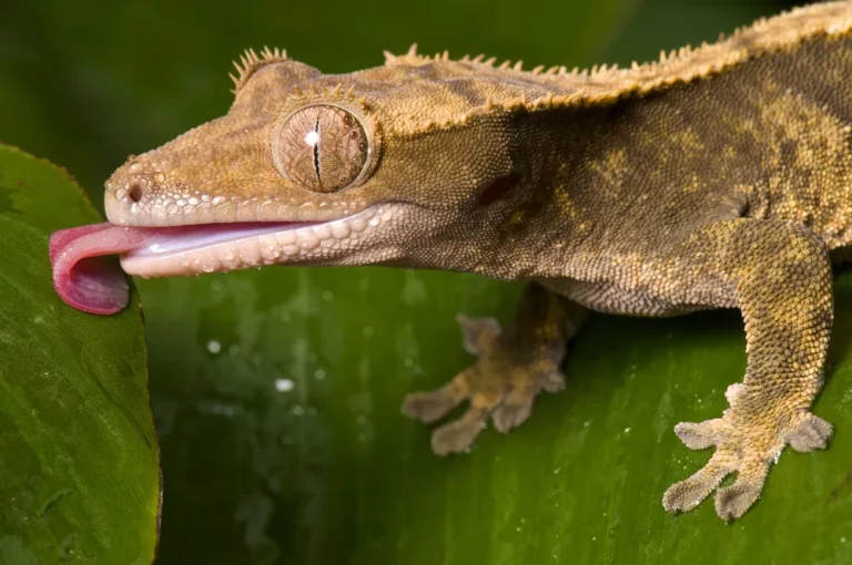 How Fast Do Crested Geckos Grow?