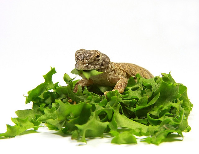 Can Geckos Eat Lettuce