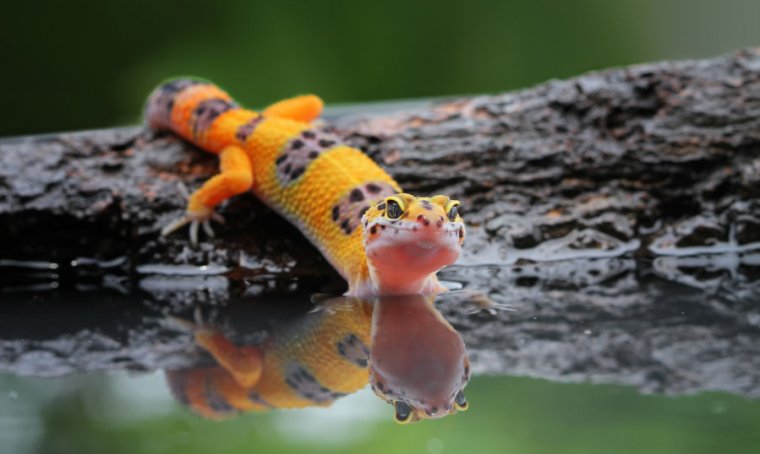 Can Geckos Swim