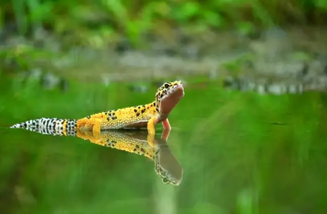 When Do Geckos Need Water