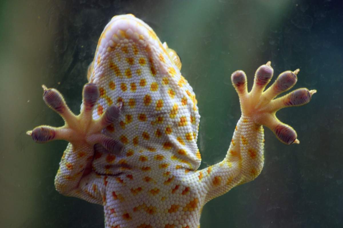 Can Leopard Geckos Climb Glass