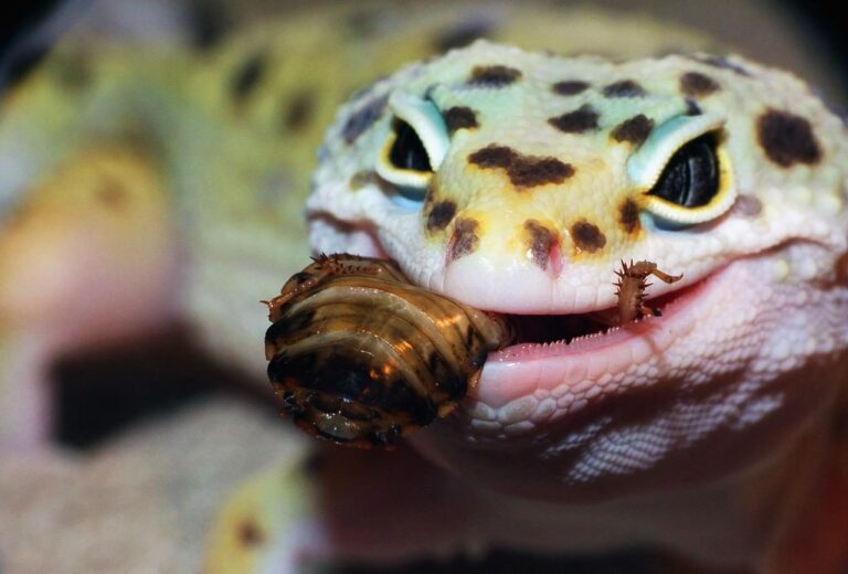 Can Leopard Geckos Eat Dubia Roaches? 