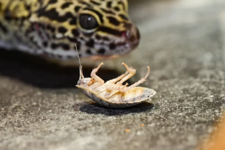 Do Geckos Eat Cockroaches? A Natural Pest Control Solution