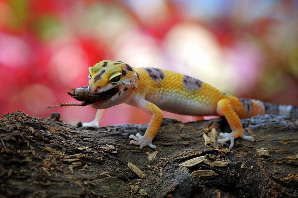 How To Store Dubia Roaches for Leopard Gecko