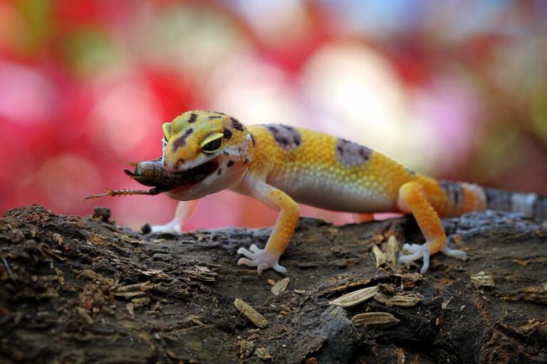 Can Leopard Geckos Eat Mealworm Beetles?