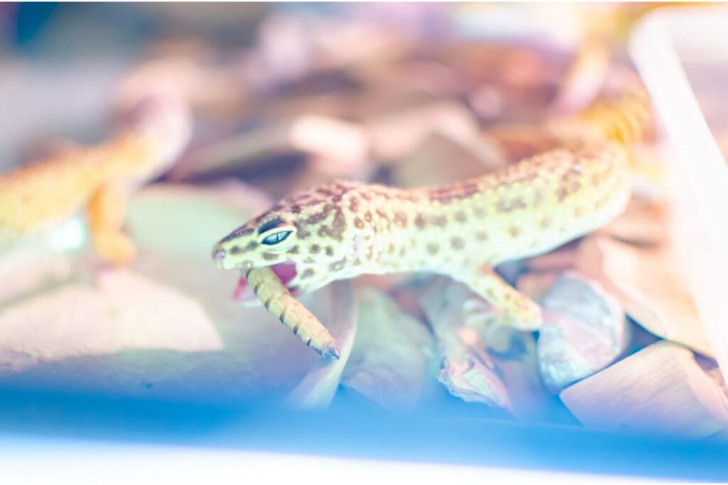 How Often Can Leopard Geckos Eat Earthworms