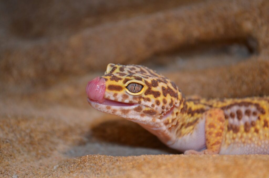 What Should Leopard Geckos Eat As A Snack Or Treat