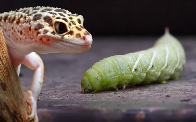 Can Leopard Geckos Eat Hornworms: Unlocking The Secret