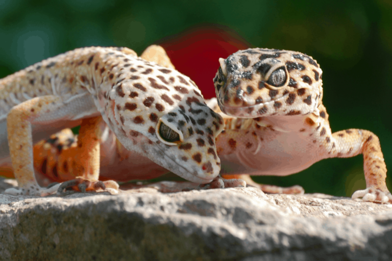 Can Leopard Geckos Live Together: Exploring Sociability