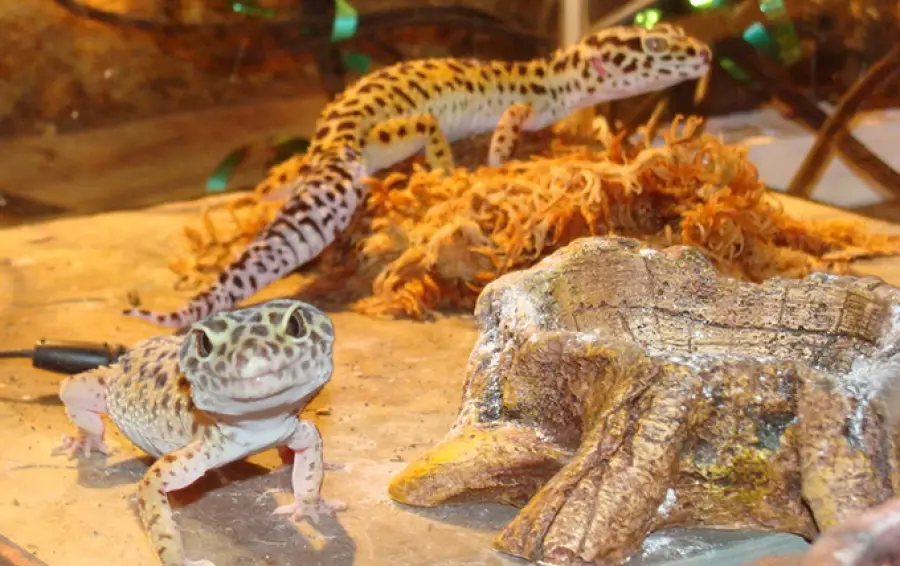 When Leopard Geckos Can Live Together
