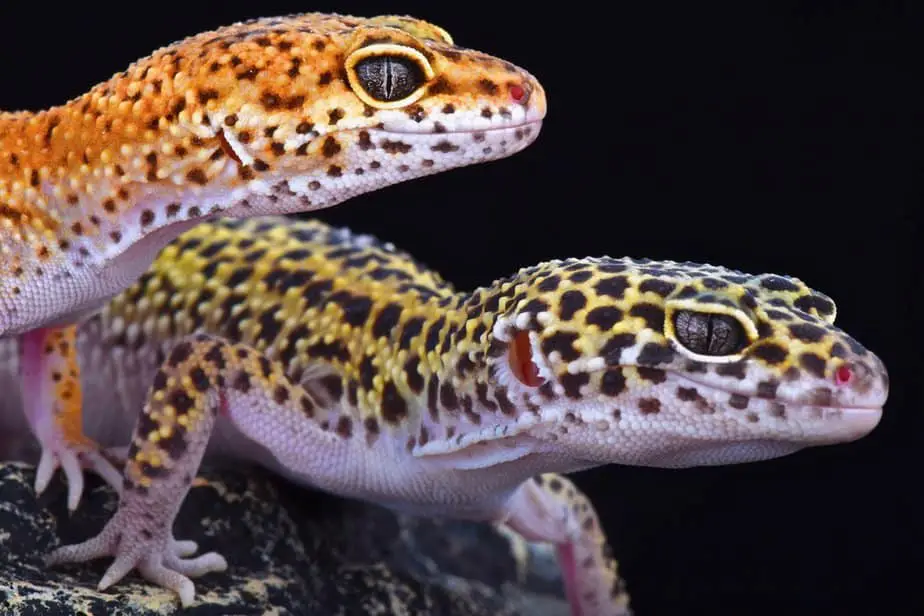 Can you put Two Baby Leopard Geckos Together