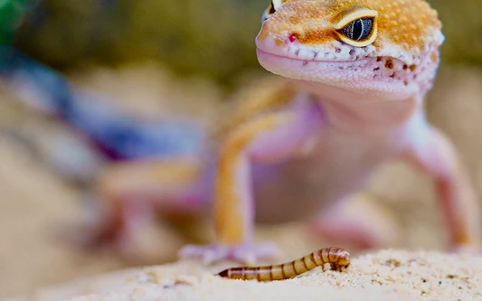 Can Leopard Geckos Eat Wax Worms