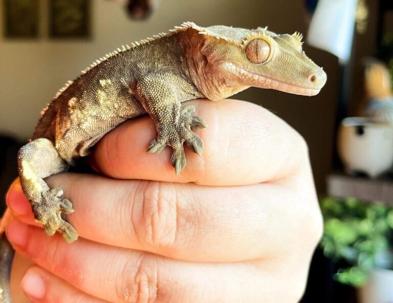 Do Crested Geckos Like To Be Held?