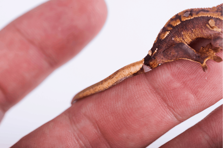 Do Crested Geckos Tails Grow Back?