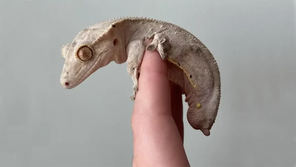 How are Crested Geckos with other animals and children