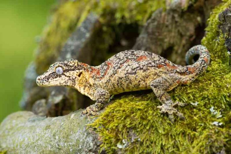 Do Geckos Change Colors: Unveiling Nature’s Hidden Marvel