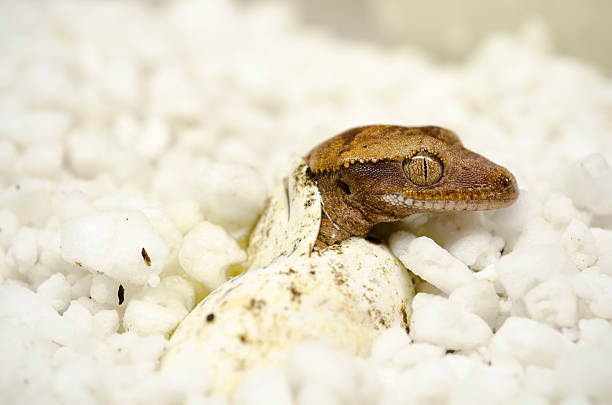 Unlocking the Mystery: Do Geckos Lay Eggs