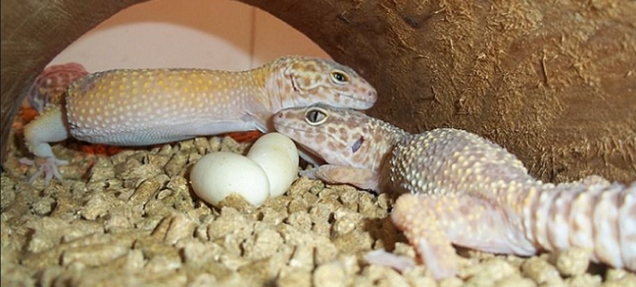 How Do Geckos Lay Eggs
