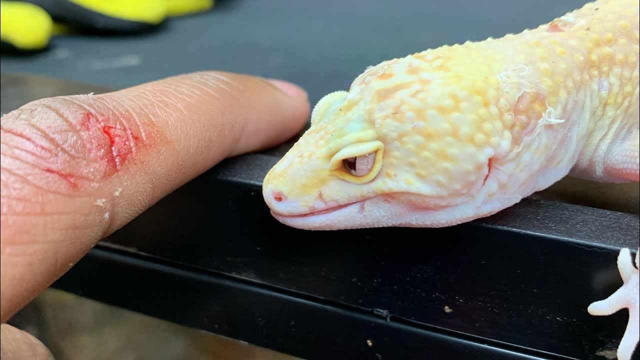 Do Leopard Geckos Bite