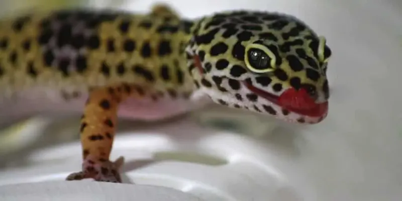 What to do Avoid Leopard Gecko Bites