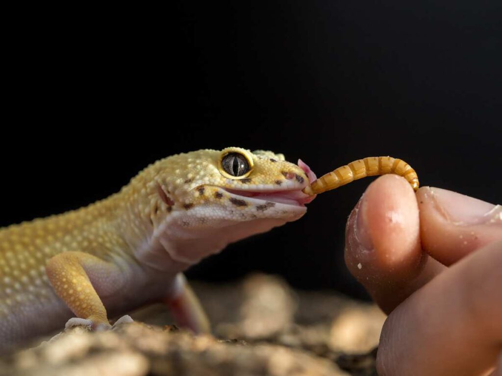 Common Reasons for Leopard Gecko Bites