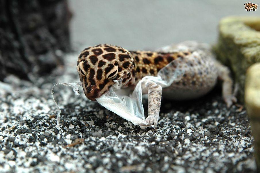 Why Do Leopard Geckos Shed Skin