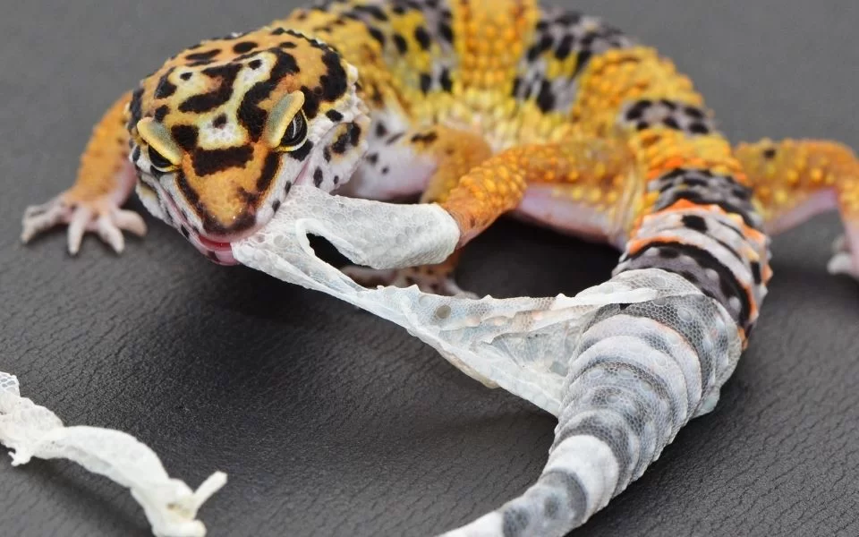 Do Leopard Geckos Eat Their Shed