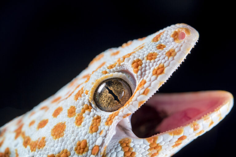 Do Leopard Geckos Have Teeth: Unveiling The Truth 