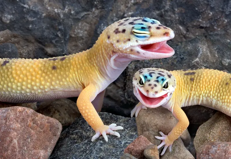 What are the signs of mouth rot in leopard geckos, and how can it be prevented