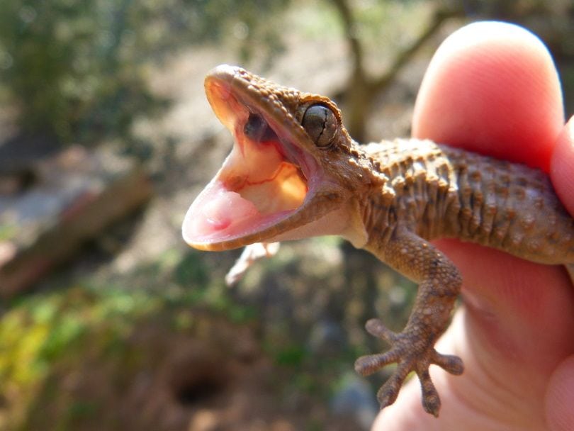 Why Do Leopard Geckos Have So Many Teeth