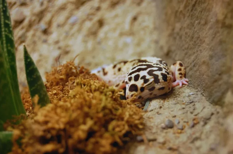 How Long Can Leopard Geckos Go Without Water? Hydration Survival