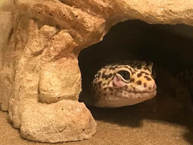 How Long Will Leopard Gecko Spend Brumating