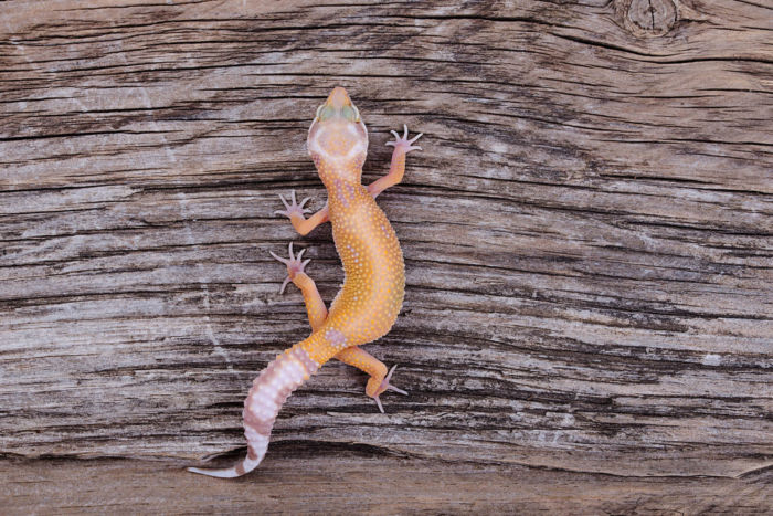 Do Leopard Geckos Like To Climb? The Enigmatic World