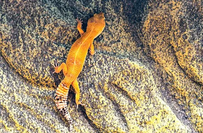 Why Leopard Geckos Are Not Good Climbers