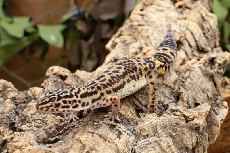 Enhancing Your Leopard Gecko's Habitat with Climbing Structures